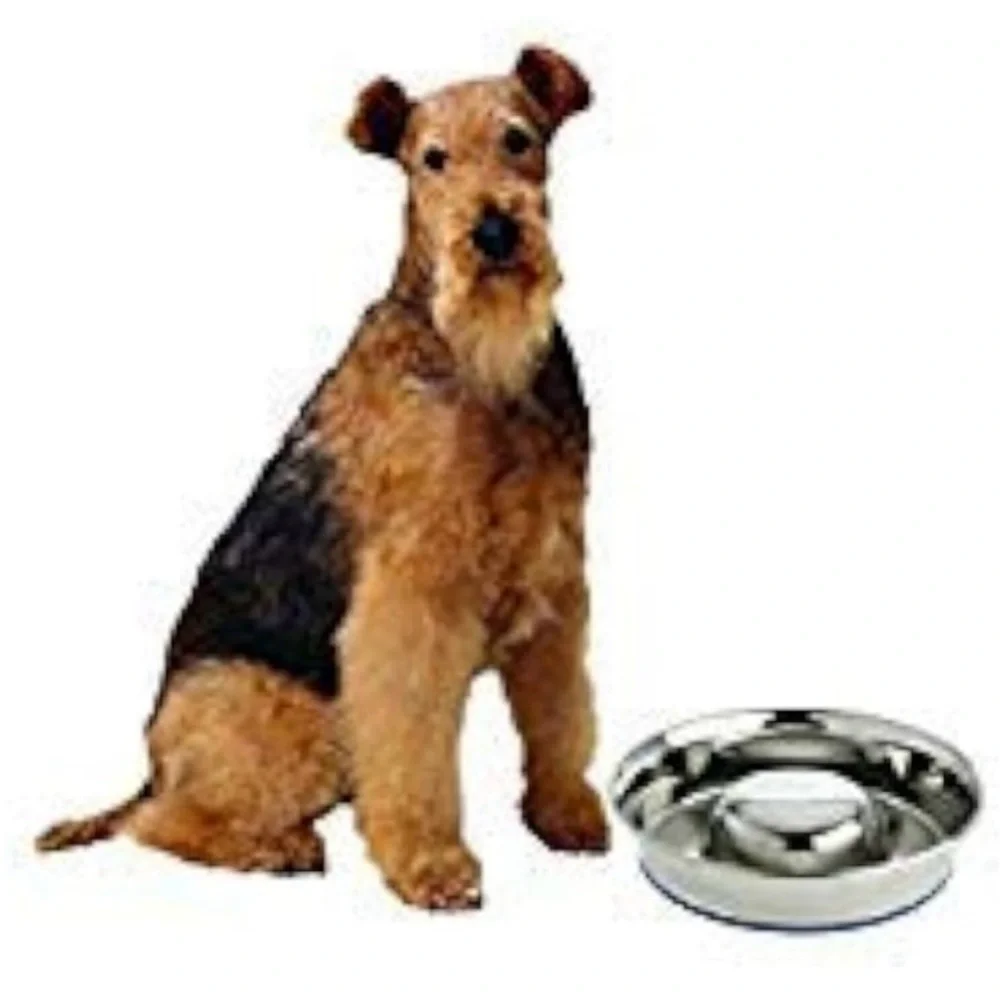Stainless Steel Anti-Spill Pet Bowl